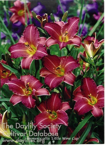 Daylily Little Wine Cup